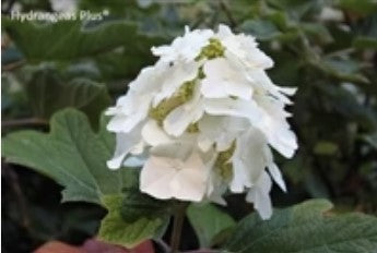 Hydrangea quercifolia 'Munchkin'