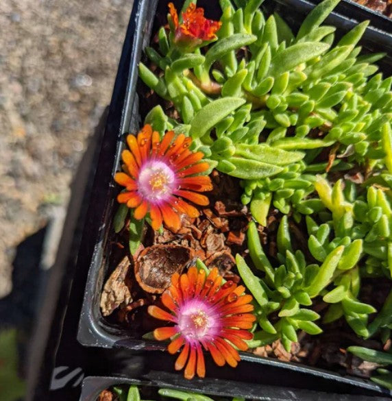 Delosperma 'Fire Spinner'
