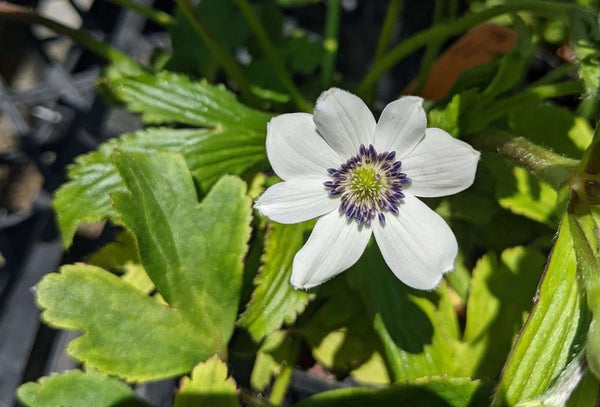 Anemone rivularis (Riverside Windflower)