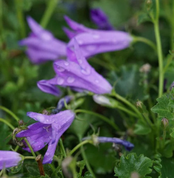 Campanula portenschlagiana 'Birch Hybrid'