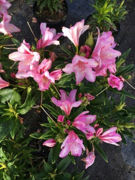 Rhododendron 'Tressa McMurry'