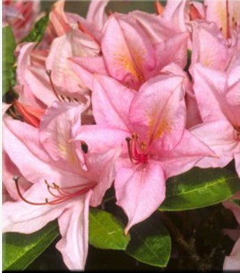 Azalea 'Soir de Paris'