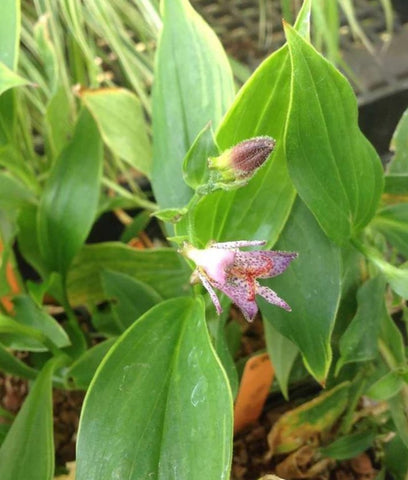 Tricyrtis formosana 'Gilt Edge'