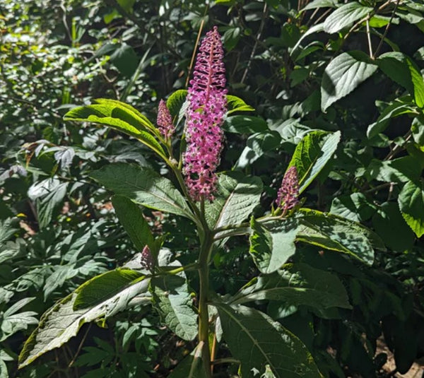 Phytolacca clavigera