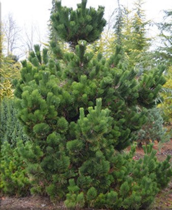 Pinus thunbergii 'Thunderhead'