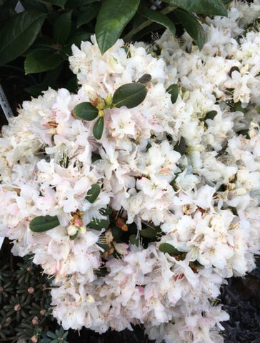 Rhododendron 'Pikeland'