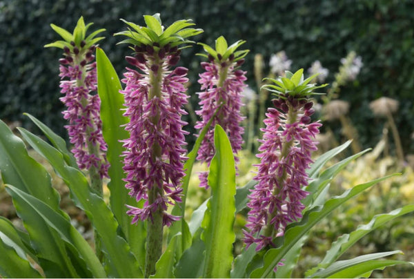 Eucomis ‘Aloha Lily® 'Leia' (Leia Pineapple Lily)