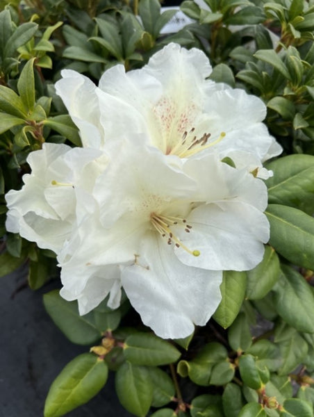 Rhododendron 'Gartendirektor Reiger'