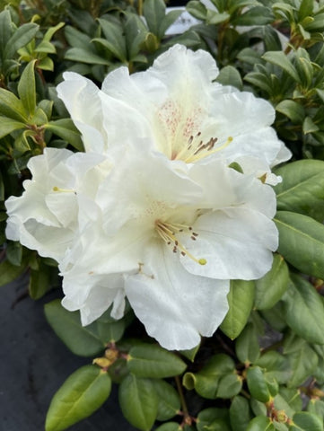 Rhododendron 'Gartendirektor Reiger'