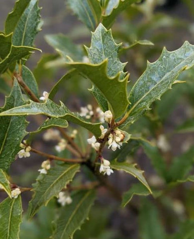 Osmanthus armatus 'Jim Porter'