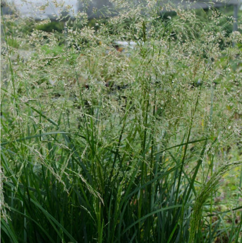 Deschampsia cespitosa 'Goldtau'