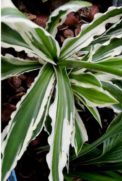 Hosta 'Hi Ho Silver'