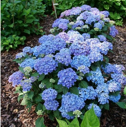 Hydrangea macrophylla Let's Dance® Lovable