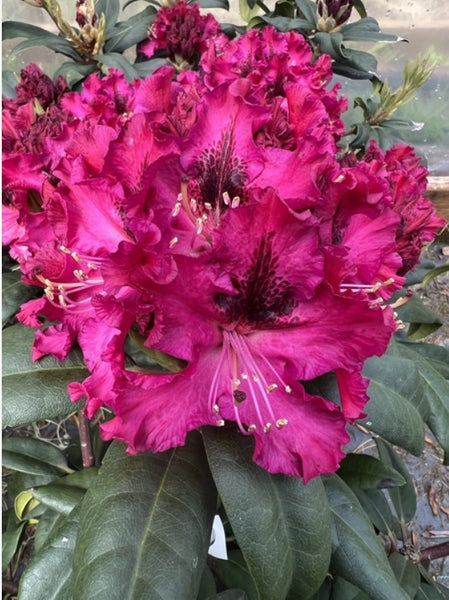 Rhododendron 'Sefton'