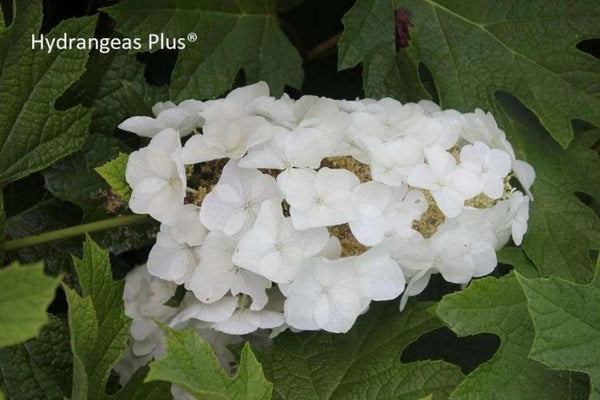 Hydrangea quercifolia 'Queen of Hearts'