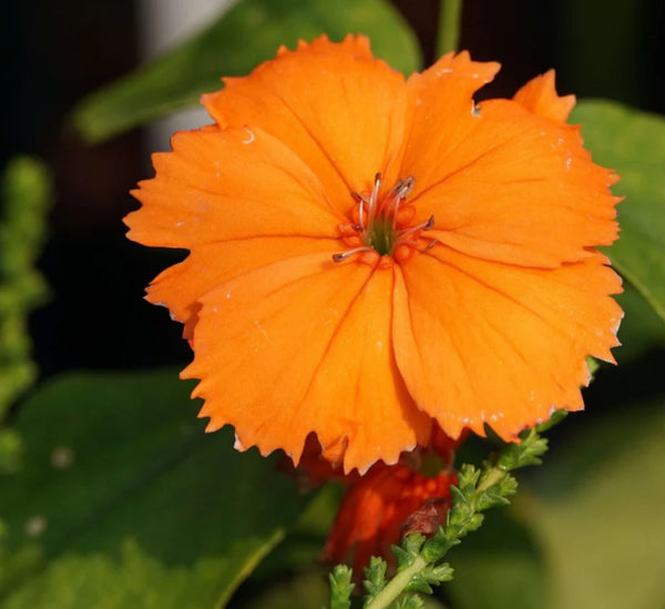 Lychnis cognata