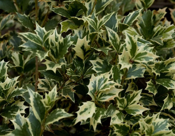 Osmanthus heterophyllus 'Variegatus'