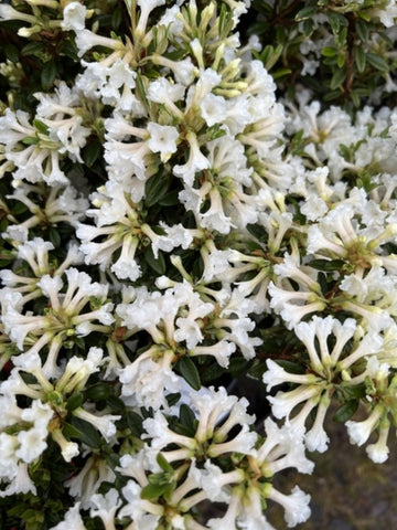 Rhododendron sargentianum 'Maricee'