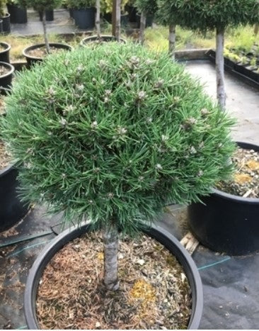 Pinus mugo 'Denny's Dwarf'