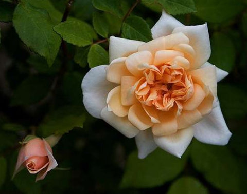 Perle D'Or Rose (aka Rosa 'Perle D'Or')