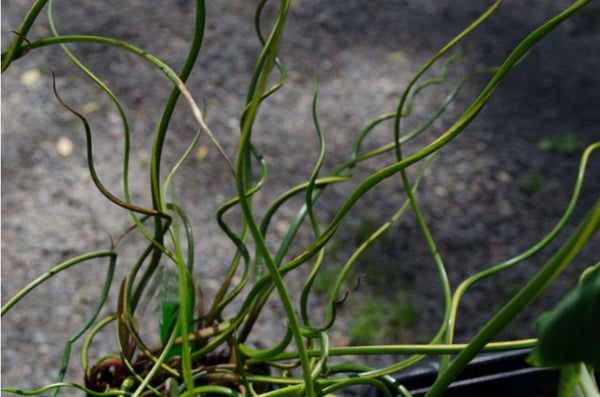 Juncus effusus 'Lemon Swirl'