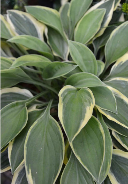 Hosta 'Hush Puppie'