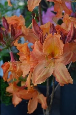 Rhododendron/Azalea 'Tangelo'