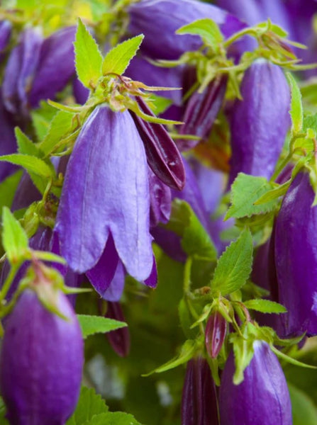 Campanula 'Sarastro'