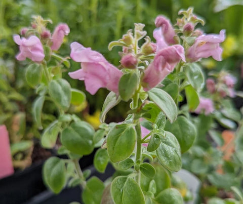 Antirrhinum hispanicum ssp. roseum