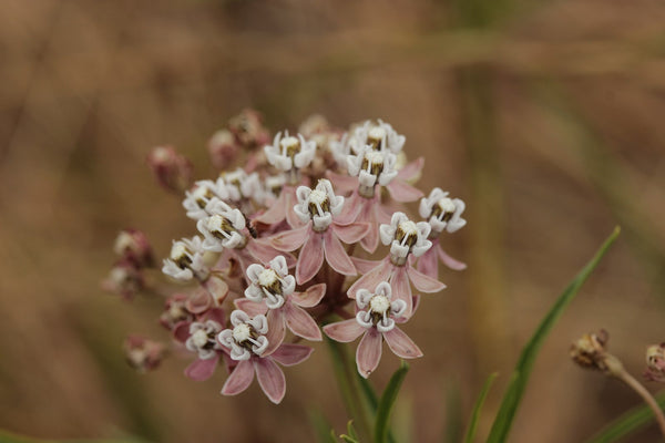 Asclepias fascicularis