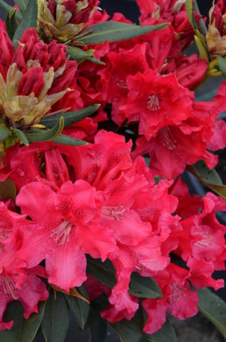 Rhododendron 'The Honorable Jean Marie de Montague'