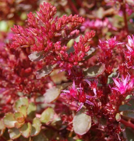 Sedum spurium 'Dragon's Blood'