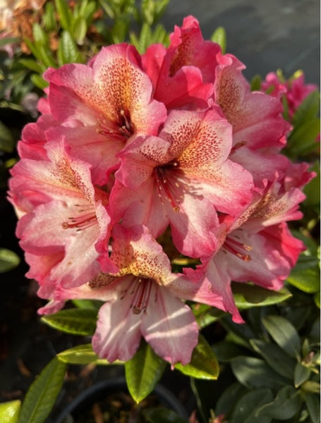 Rhododendron 'Scarlet Leopard'