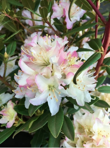 Rhododendron 'Mary Fleming'