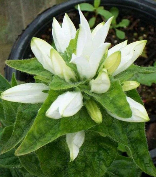 Campanula glomerata 'Alba'