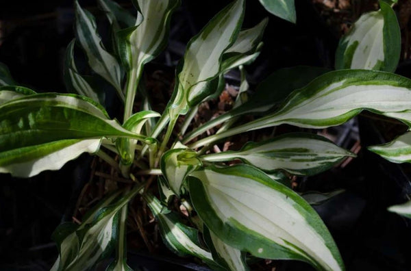 Hosta 'Masquerade'