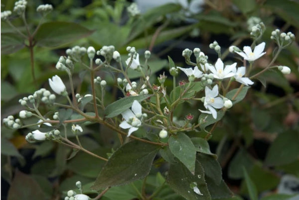 Deutzia gracilis