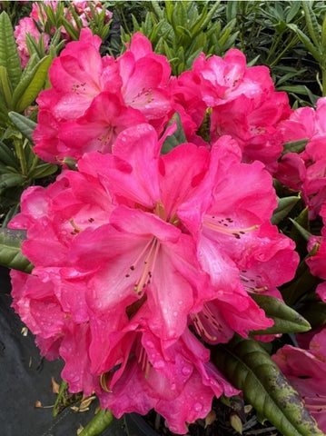 Rhododendron 'Lem's Fluorescent Pink'