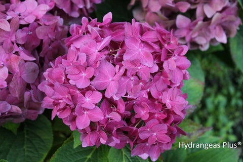 Hydrangea macrophylla Let's Dance® Arriba