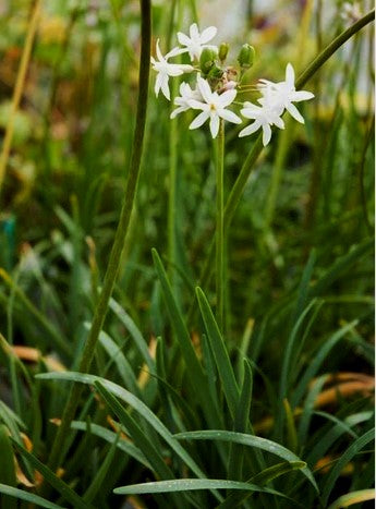 Tulbaghia violacea 'Alba'