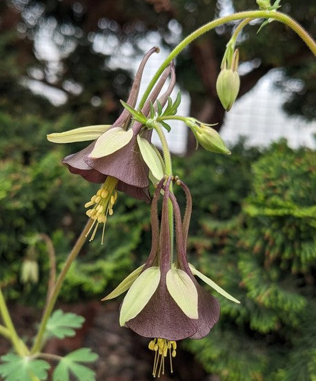 Aquilegia viridiflora 'Chocolate Soldier' (aka Columbine)