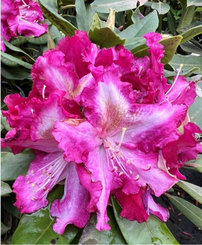 Rhododendron 'Burgundy Lace'