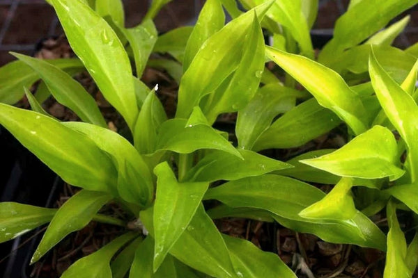 Hosta 'Munchkin Fire'