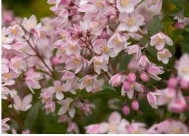 Deutzia x rosea Yuki Cherry Blossom®