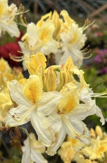 Azalea 'Northern Hi-Lights'