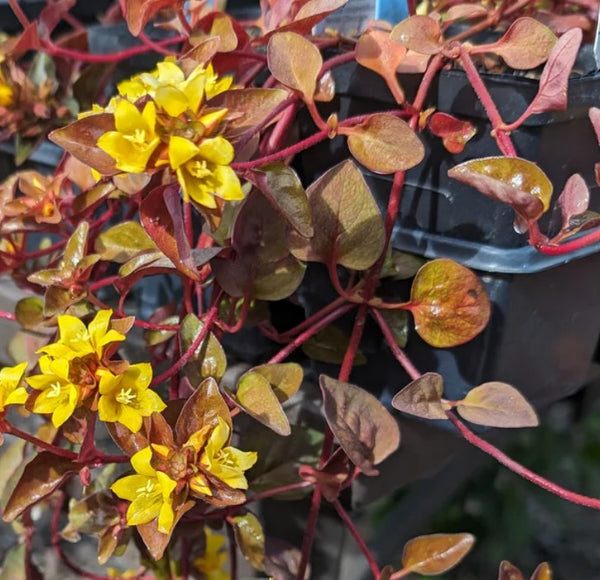 Lysimachia congestiflora 'Persian Chocolate'