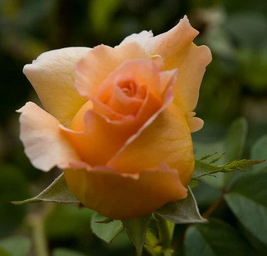Rosa 'Polka'