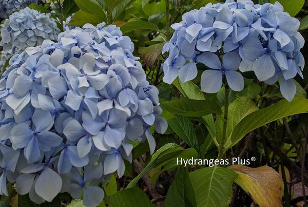 Hydrangea macrophylla 'Papa Blue'