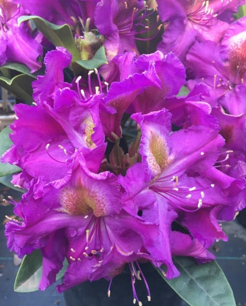 Rhododendron 'Tamarindos'