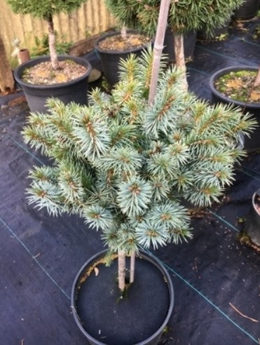 Picea sitchensis 'Papoose'